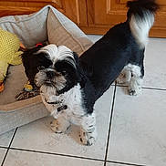 Amy a rejoint le concours — aidez-le/la à gagner de superbes lots ! black_and_white, collar, curious, dog, eyes, fur, home_interior, id_tag, indoor, looking_up, nose, paws, pet_bed, short_legs, small_dog, standing, tail_up, tile_floor, toy_rope, wooden_cabinet