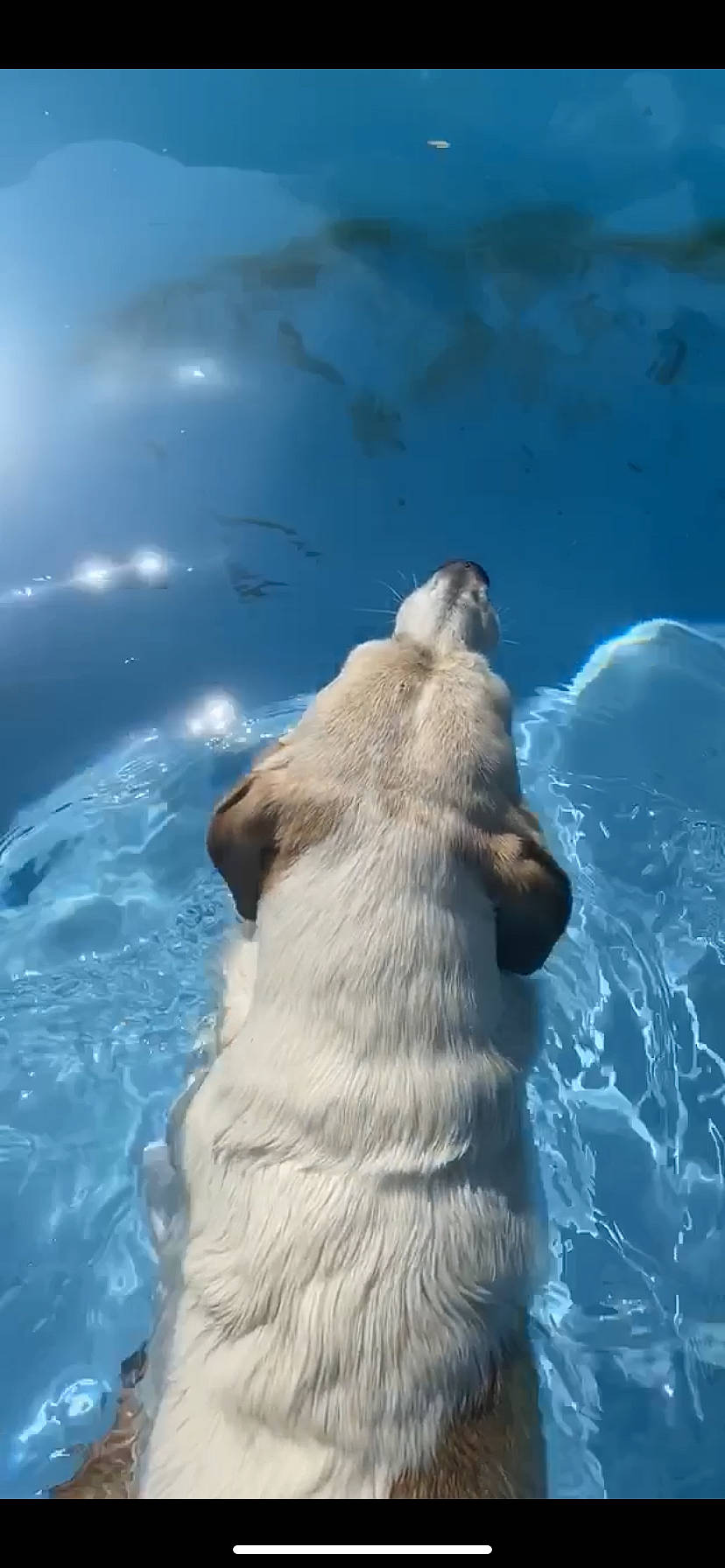 Calypso a rejoint le concours — aidez-le/la à gagner de superbes lots ! canidae, carnivore, dog, dog_breed, fawn, photography, snout, water