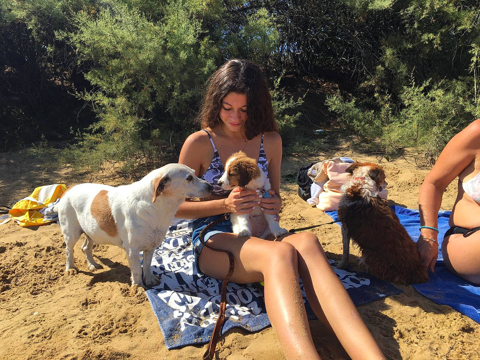 Calypso participe au concours pour gagner de l'argent avec cette photo : adventure, canidae, carnivore, dog, dog_breed, dog_hiking, fawn, fun, hunting_dog, leg, leisure, pointer, recreation, sporting_group, summer, vacation, walking