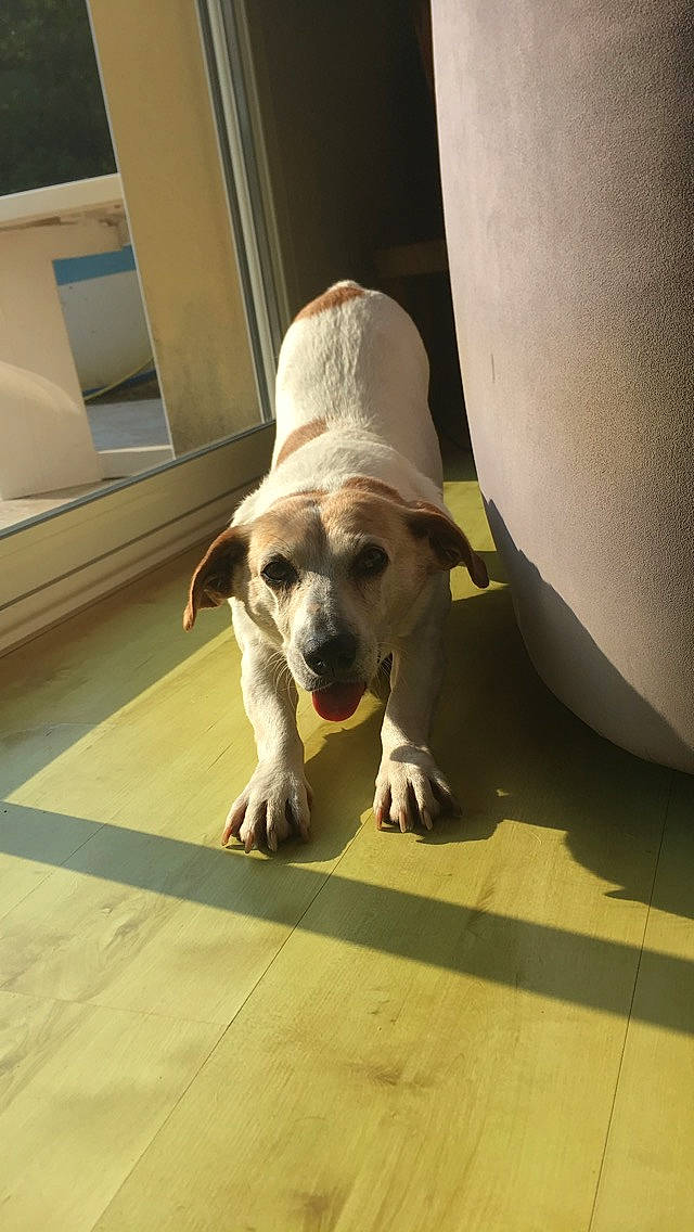 Calypso a rejoint le concours — aidez-le/la à gagner de superbes lots ! canidae, carnivore, companion_dog, dog, dog_breed, fawn, floor, flooring, non_sporting_group, pug, puggle, puppy, snout, sporting_group, tile