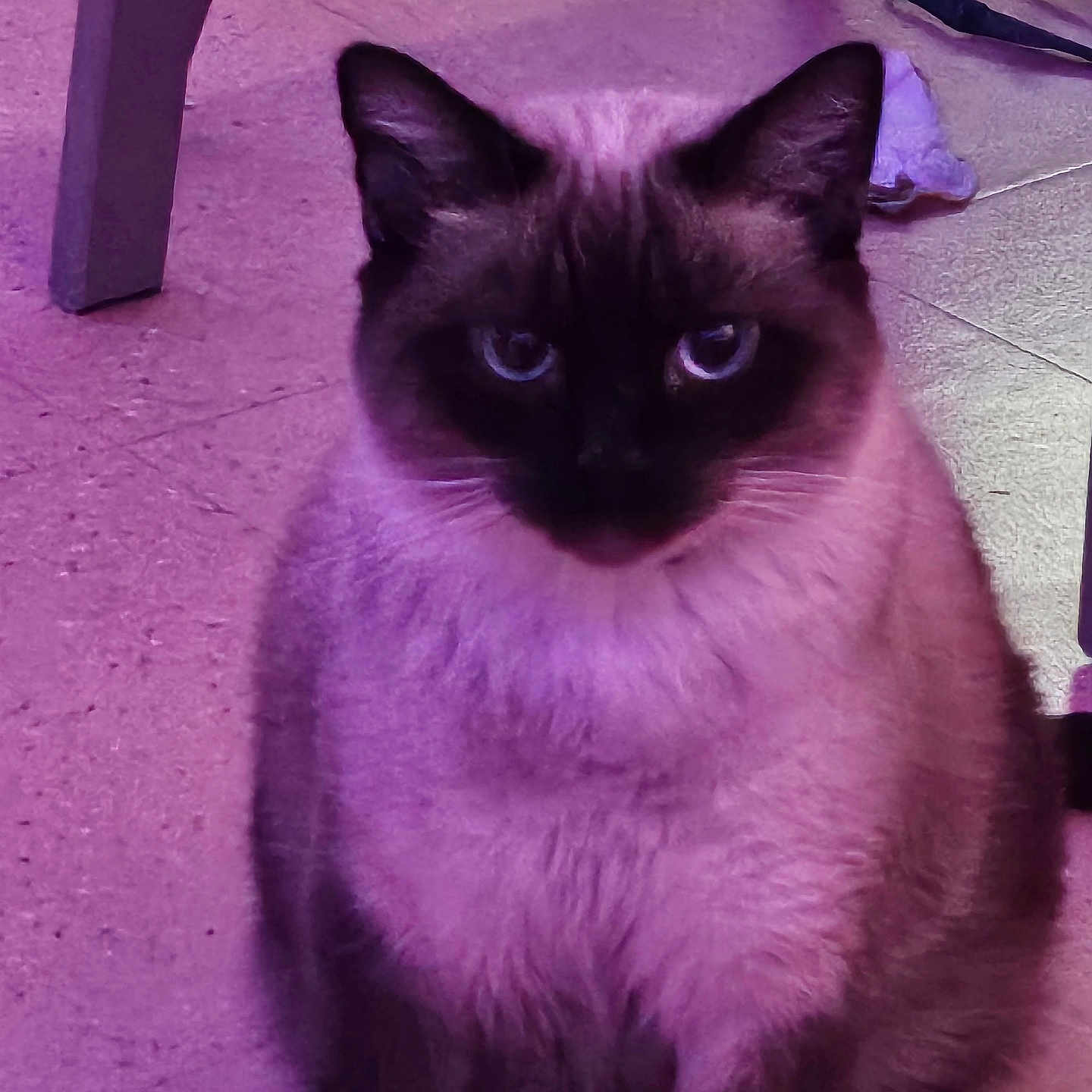 Flocon participe au concours pour gagner de l'argent avec cette photo : animal, cat, kitten, pet, siamese