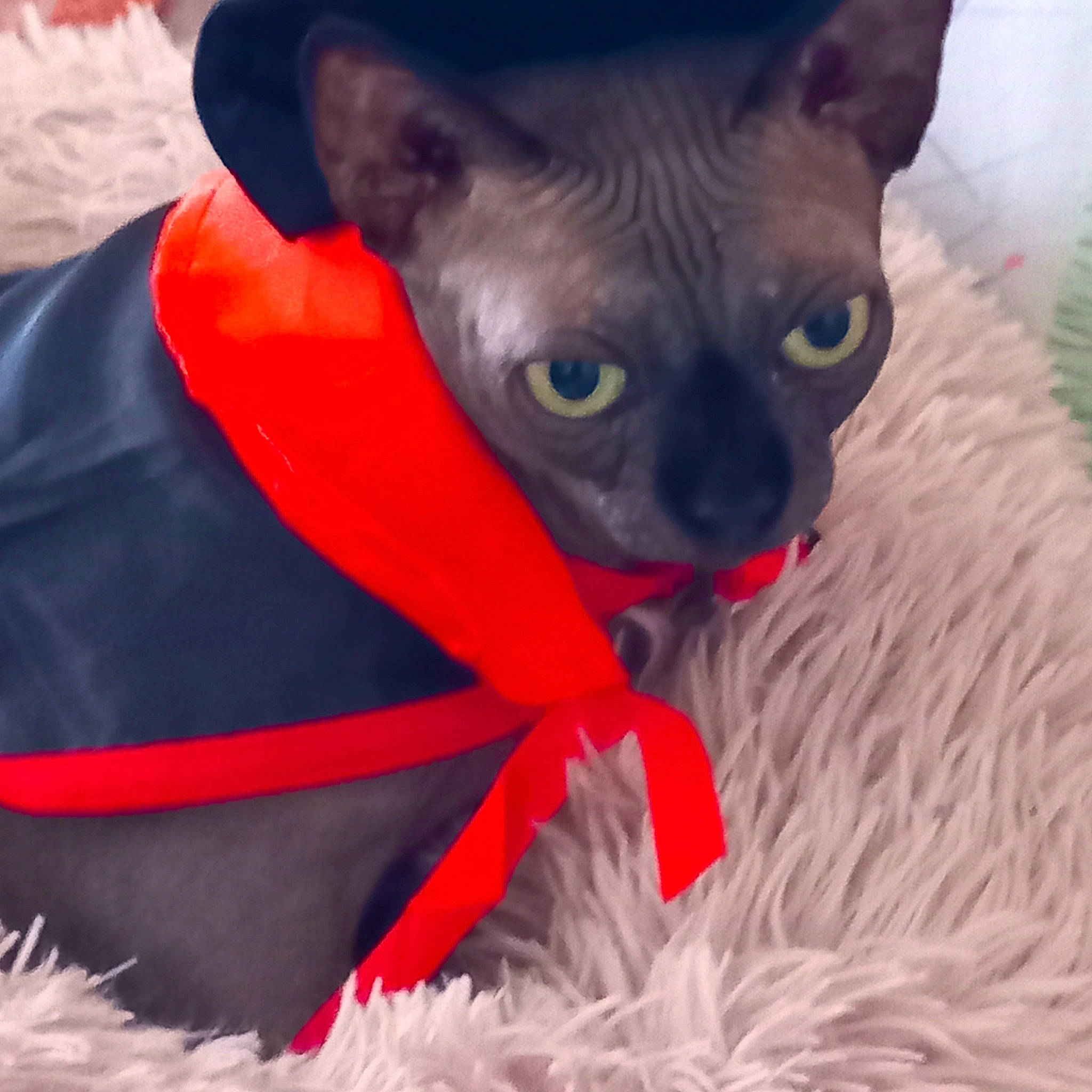 Louna a rejoint le concours — aidez-le/la à gagner de superbes lots ! canidae, carmine, carnivore, cat, comfort, coquelicot, dog_breed, electric_blue, eye, fawn, felidae, fur, human_body, red, small_to_medium_sized_cats, snout, tail, terrestrial_animal, toy_dog, whiskers