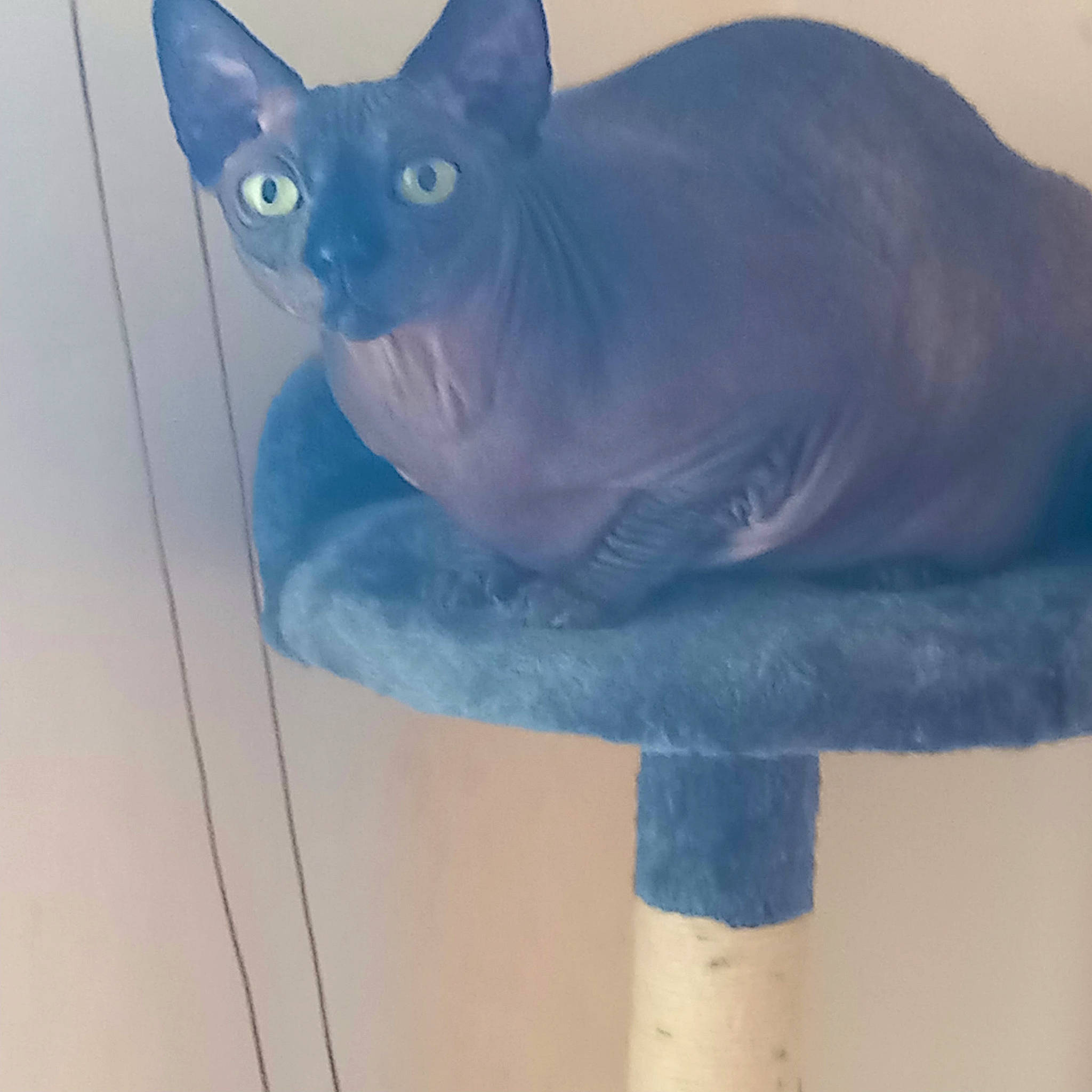 Louna participe au concours pour gagner de l'argent avec cette photo : azure, carnivore, cat, domestic_short_haired_cat, door, electric_blue, felidae, fur, grey, russian_blue, small_to_medium_sized_cats, snout, tail, thai, tonkinese, whiskers, white, window