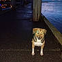 Harley is registered to the contest to win money with this photo: alone, animal, canine, clouds, curious, dark, dock, dog, evening, glowing_eyes, night, outdoor, pavement, pier, post, reflection, sky, water, waterfront, wet_surface