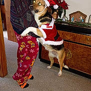 Harley joined the competition — help win amazing prizes! canine, carpet, christmas_decorations, cozy, dog, festive, flash_reflection, gingerbread_men, holiday, holiday_clothing, indoor, nativity_scene, pajamas, person, pet, poinsettia, santa_hat, snowflakes, standing, wooden_furniture