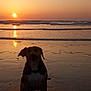 Harley is registered to the contest to win money with this photo: animal, beach, coast, dog, dusk, evening, nature, ocean, outdoor, peaceful, quiet, reflection, sand, shore, silhouette, sky, sun, sunset, water, waves