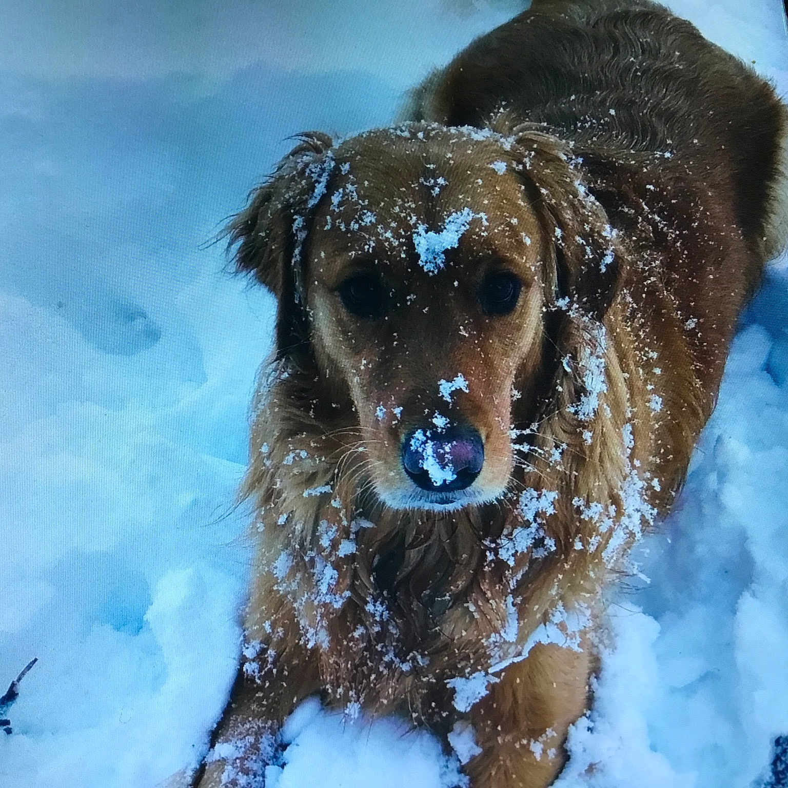 Ben is registered to the contest to win money with this photo: canidae, carnivore, companion_dog, dog, dog_breed, dog_collar, event, fawn, fur, guard_dog, gun_dog, liver, precipitation, retriever, snout, snow, sporting_group, winter, working_animal, working_dog