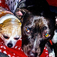 Daisy May is registered to the contest to win money with this photo: dog, two_dogs, close_up, blanket, resting, sleeping, brown_dog, black_dog, pet, animal, indoor, cozy, fur, face, paw, cute, companion, snuggling, relaxed, eyes