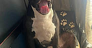 Daisy May is registered to the contest to win money with this photo: dog, black_and_white, sitting, indoor, blanket, tongue_out, happy, pet, canine, paw_prints, pillow, curtain, relaxed, companion, animal, fur, snout, ears, mouth_open, domestic