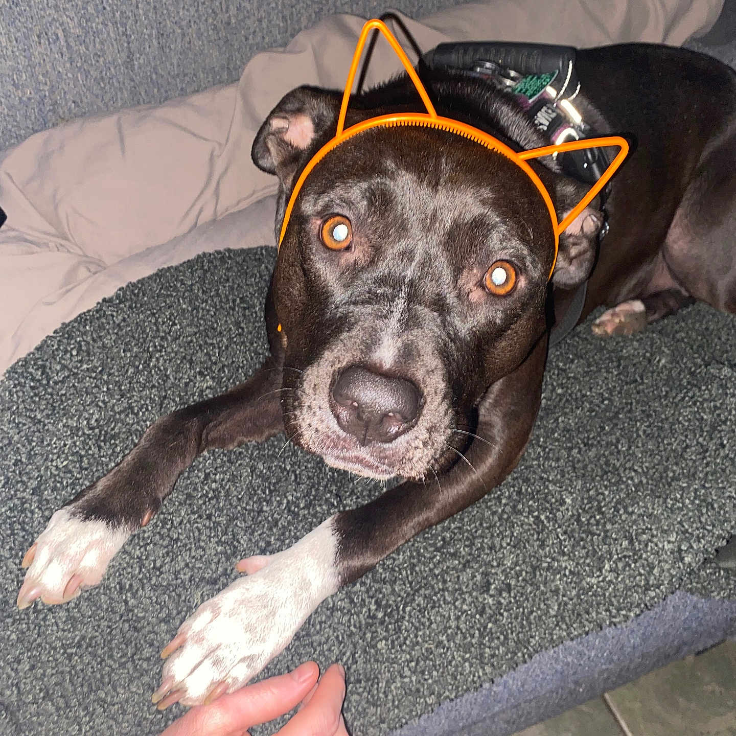 Daisy May is registered to the contest to win money with this photo: dog, black_dog, white_paws, pet_bed, orange_headband, cat_ears, hand, human_hand, indoor, flash, curious, lying_down, pet_accessory, floor_tiles, pillow, closeup, animal, domestic_animal, cute, playful