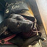 Daisy May is registered to the contest to win money with this photo: dog, black_dog, couch, pillow, text, love_lives_here, paw_prints, harness, brown_bag, indoor, resting, pet, animal, cozy, looking_up, natural_light, floor, blanket, comfort, relaxed