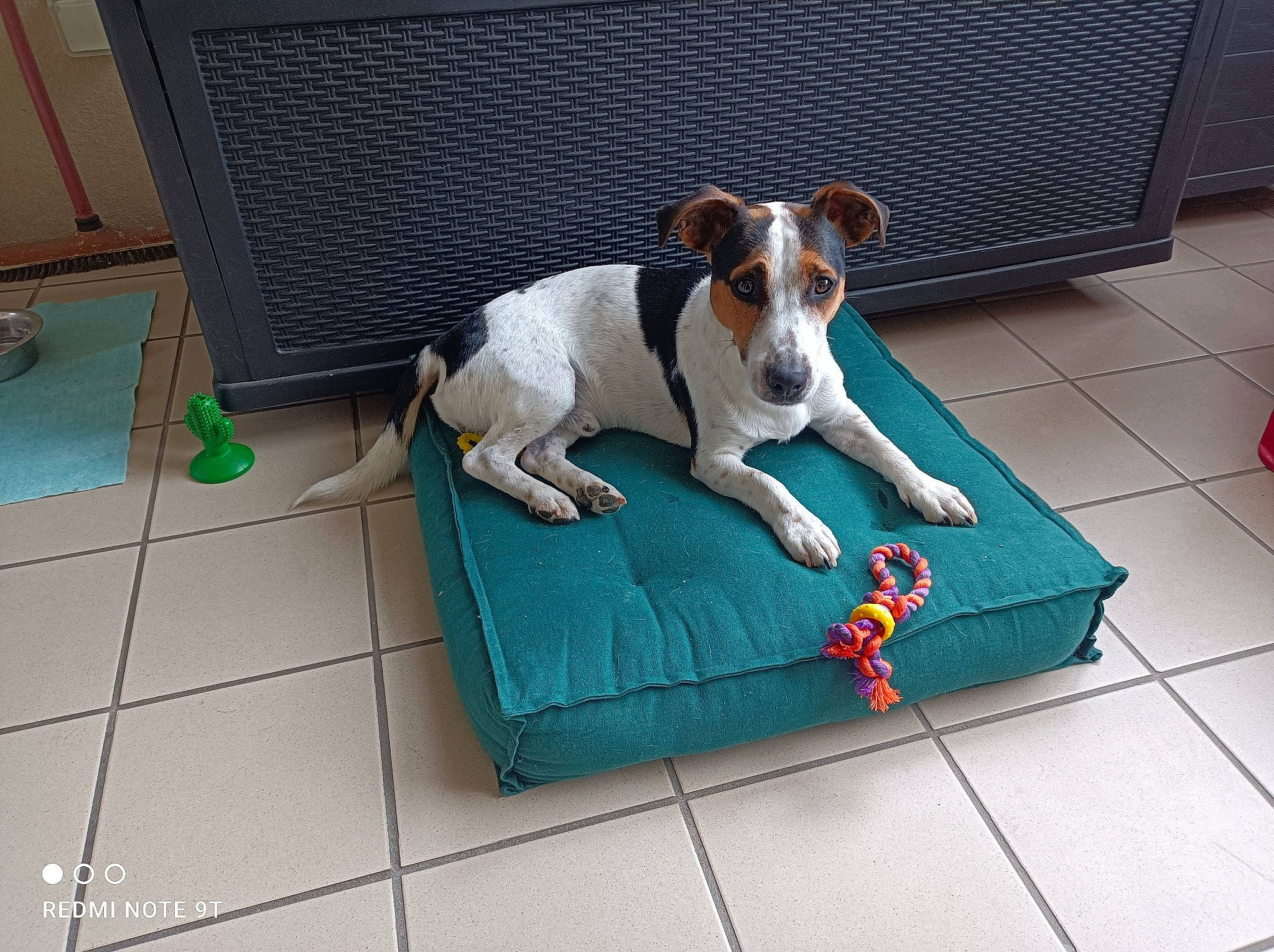 Sneakers participe au concours pour gagner de l'argent avec cette photo : art, canidae, carnivore, chair, collar, comfort, companion_dog, dog, dog_breed, dog_supply, fawn, floor, flooring, outdoor_furniture, paw, pet_supply, rectangle, sporting_group, tail, working_animal