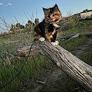 Carrot joined the competition — help win amazing prizes! animal, calico, cat, collar, cute, field, fur, grass, kitten, leash, mammal, nature, outdoor, pet, playful, sky, sunset, tree_branch, wildlife, young