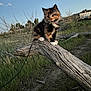 animal, calico, cat, collar, cute, field, fur, grass, kitten, leash, mammal, nature, outdoor, pet, playful, sky, sunset, tree_branch, wildlife, young