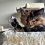 animal, calico, cat, cat_tree, closeup, cute, fur, furry, home, indoor, kitten, mammal, paw, pet, relaxed, resting, sleepy, soft, whiskers, young