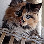 Carrot joined the competition — help win amazing prizes! animal, blue_eyes, calico, cat, close_up, curious, cute, domestic_cat, feline, fluffy, indoor, kitten, pet, portrait, rope, scratching_post, soft_fur, whiskers, wooden_slats, young_animal