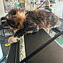 Carrot is registered to the contest to win money with this photo: adorable, animal, artwork, black, cat, cozy, cute, fur, furry, home, indoor, kitten, mesh_surface, paw, pet, quiet, relaxing, resting, shelf, sleeping