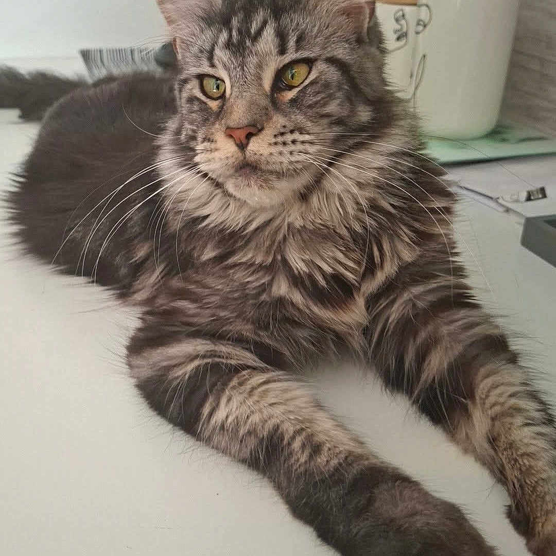 Maya participe au concours pour gagner de l'argent avec cette photo : animal, cat, closeup, container, domestic_cat, feline, figurine, fluffy, fur, indoor, kitchen, mammal, pet, portrait, relaxed, resting, tabby, table, whiskers, yellow_eyes