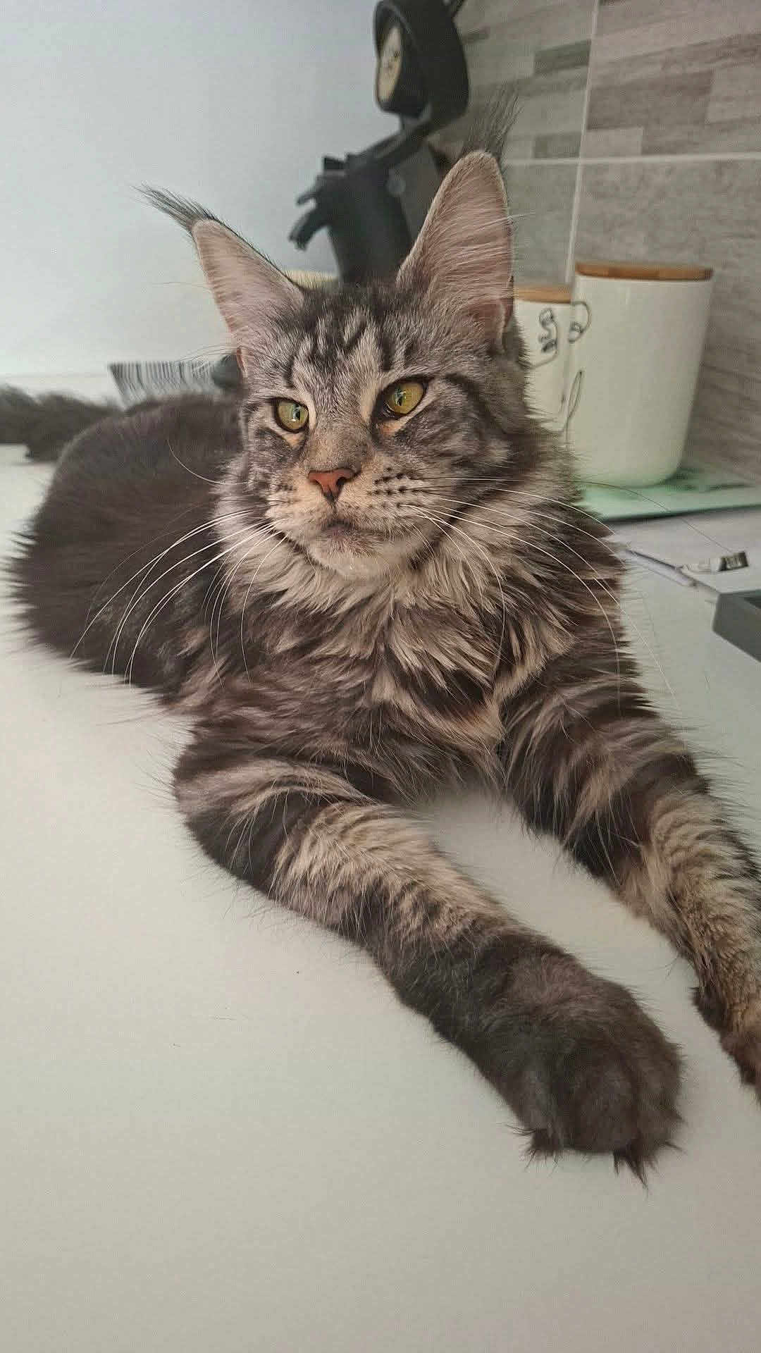 Maya participe au concours pour gagner de l'argent avec cette photo : cat, tabby, feline, yellow_eyes, fluffy, whiskers, relaxed, indoor, kitchen, container, figurine, table, fur, pet, animal, portrait, closeup, mammal, domestic_cat, resting