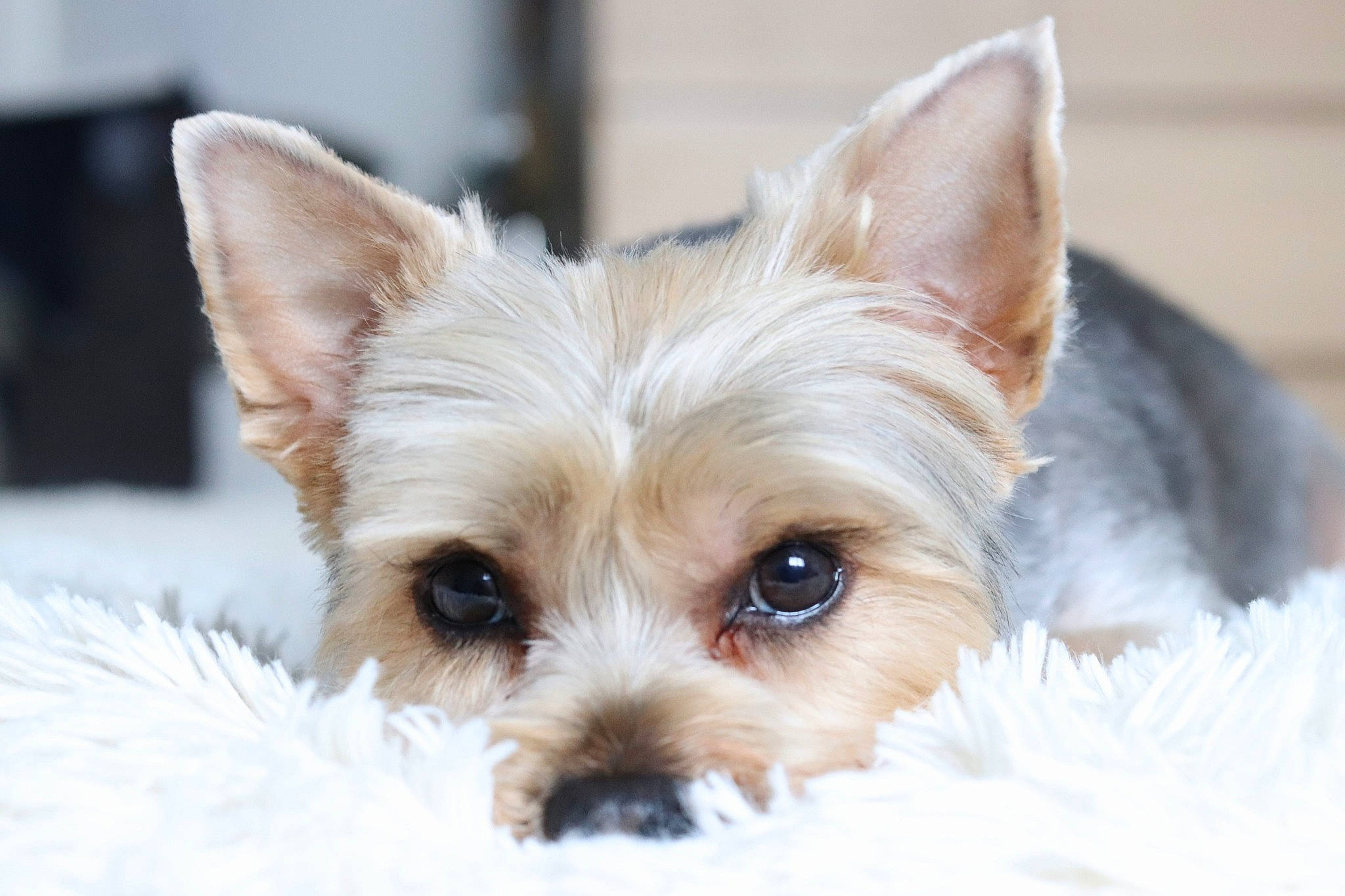 Mady participe au concours pour gagner de l'argent avec cette photo : australian_silky_terrier, biewer_terrier, cairn_terrier, canidae, carnivore, close_up, companion_dog, dog, dog_breed, ear, mammal, morkie, norwich_terrier, puppy, small_terrier, snout, terrier, vertebrate, west_highland_white_terrier, yorkshire_terrier
