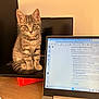 Aeron a rejoint le concours — aidez-le/la à gagner de superbes lots ! cat, computer_screen, curious, cute, eyes, feline, focused, home_office, indoor, keyboard, kitten, laptop, pet, sitting, tabby, tabby_stripes, technology, wooden_desk, workstation, young_cat