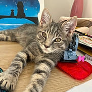 Aeron participe au concours pour gagner de l'argent avec cette photo : animal, cat, closeup, curious, feline, indoor, kitten, moon, papers, pen, pet, pink, poster, silhouette, stretching, tabby, toy, water_bottle, wooden_desk, young_cat