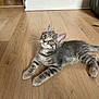 Aeron participe au concours pour gagner de l'argent avec cette photo : animal, cat, curious, cute, domestic_animal, ears, eyes, flooring, fur, gray_tabby, indoor, kitten, laying_down, mammal, pet, small, striped, whiskers, wooden_floor, young