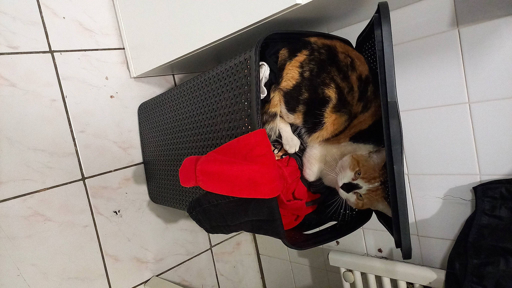 Cleo a rejoint le concours — aidez-le/la à gagner de superbes lots ! bag, canidae, carnivore, cat, comfort, companion_dog, dog_breed, domestic_short_haired_cat, felidae, floor, flooring, fur, human_leg, luggage_and_bags, paw, pet_supply, room, small_to_medium_sized_cats, tail, whiskers