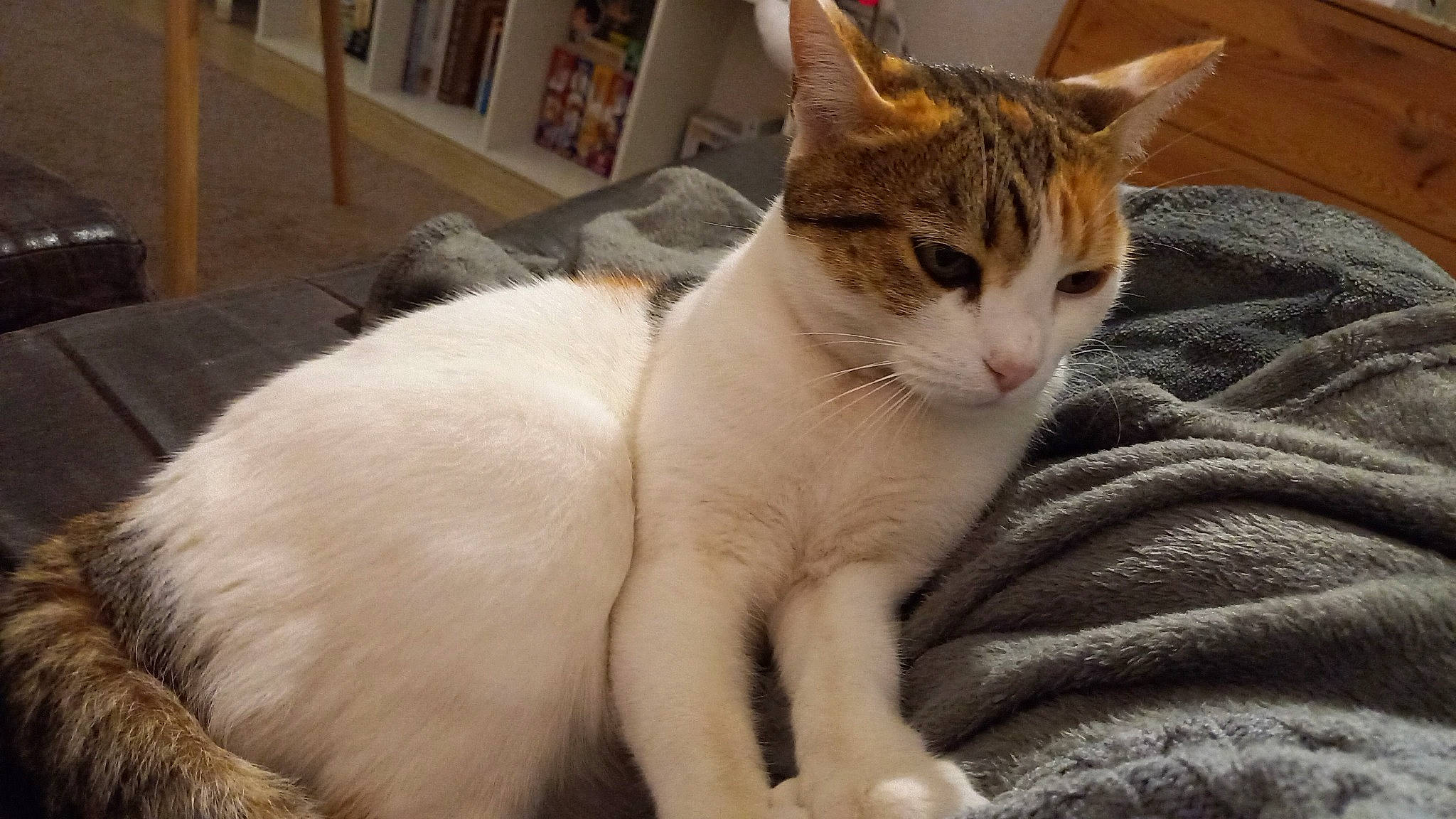 Aby a rejoint le concours — aidez-le/la à gagner de superbes lots ! bookcase, carnivore, cat, claw, comfort, domestic_short_haired_cat, fawn, felidae, fur, paw, pet_supply, shelf, sitting, small_to_medium_sized_cats, snout, tail, terrestrial_animal, whiskers, window