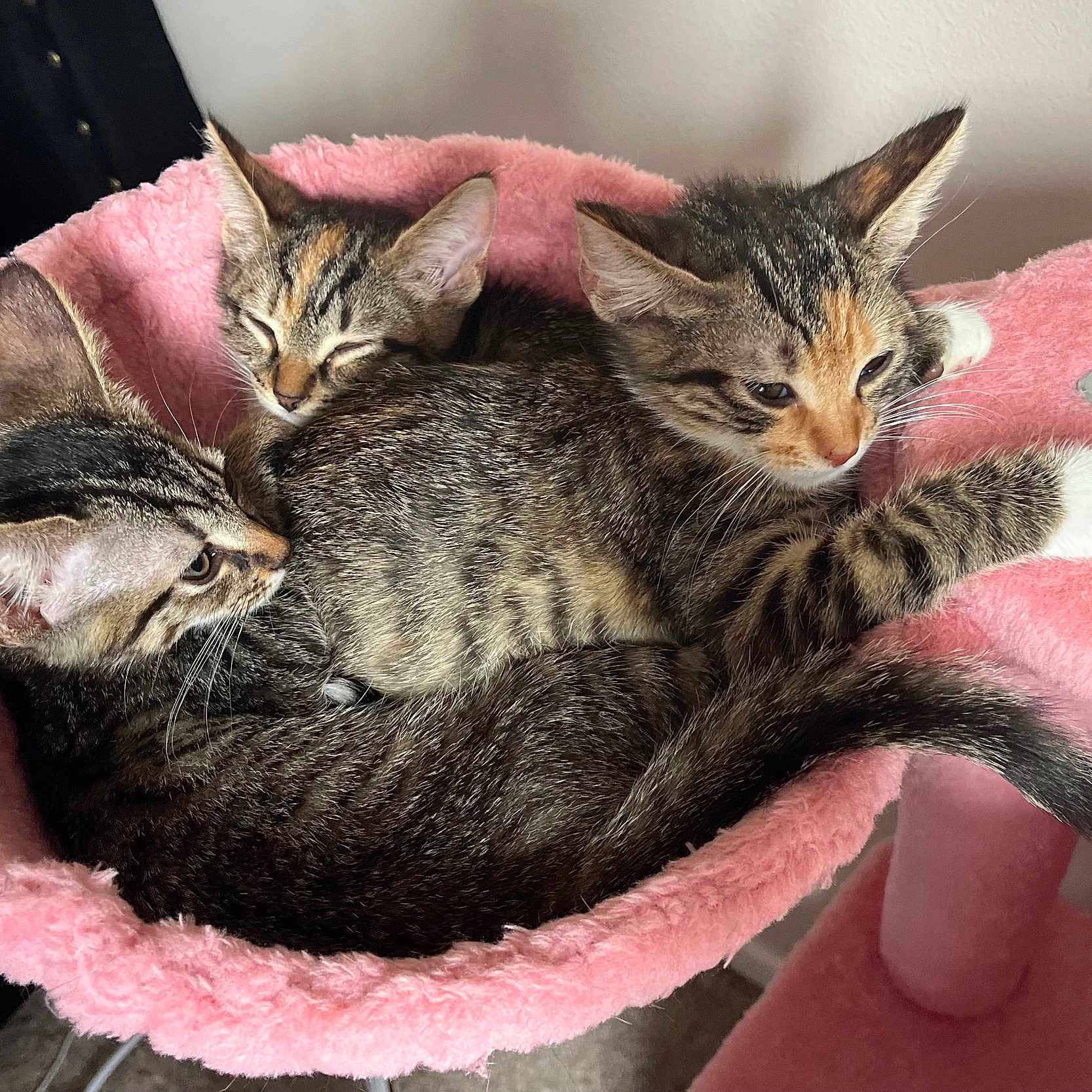 Penelope is registered to the contest to win money with this photo: abyssinian, animal, blanket, cat, furniture, kitten, manx, person, pet, sleeping