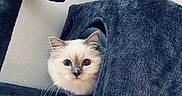 Ti Amo a rejoint le concours — aidez-le/la à gagner de superbes lots ! animal, blue, cat, cat_tree, cozy, cube, curious, cute, fluffy, furniture, home, indoor, kitten, peeking, pet, playful, portrait, soft, whiskers, white
