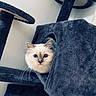 animal, blue, cat, cat_tree, cozy, cube, curious, cute, fluffy, furniture, home, indoor, kitten, peeking, pet, playful, portrait, soft, whiskers, white