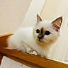 animal, blue_eyes, cat, closeup, curious, cute, domestic, ears, feline, fluffy, indoor, kitten, pet, portrait, resting, soft_light, whiskers, white_fur, wooden_railing, young
