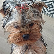 Léia participe au concours pour gagner de l'argent avec cette photo : dog, yorkshire_terrier, pet, bow, fur, close_up, indoor, floor, curious, small_dog, cute, animal, mammal, portrait, looking, fluffy, ears, black_nose, brown_fur, decor
