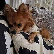 Labrousse a rejoint le concours — aidez-le/la à gagner de superbes lots ! animal, bed, bedroom, blanket, canine, cockerspaniel, couch, cushion, dog, dogbed, furniture, homedecor, indoors, papillon, pet, pillow, puppy, quilt, room