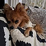 animal, bed, bedroom, blanket, canine, cockerspaniel, couch, cushion, dog, dogbed, furniture, homedecor, indoors, papillon, pet, pillow, puppy, quilt, room
