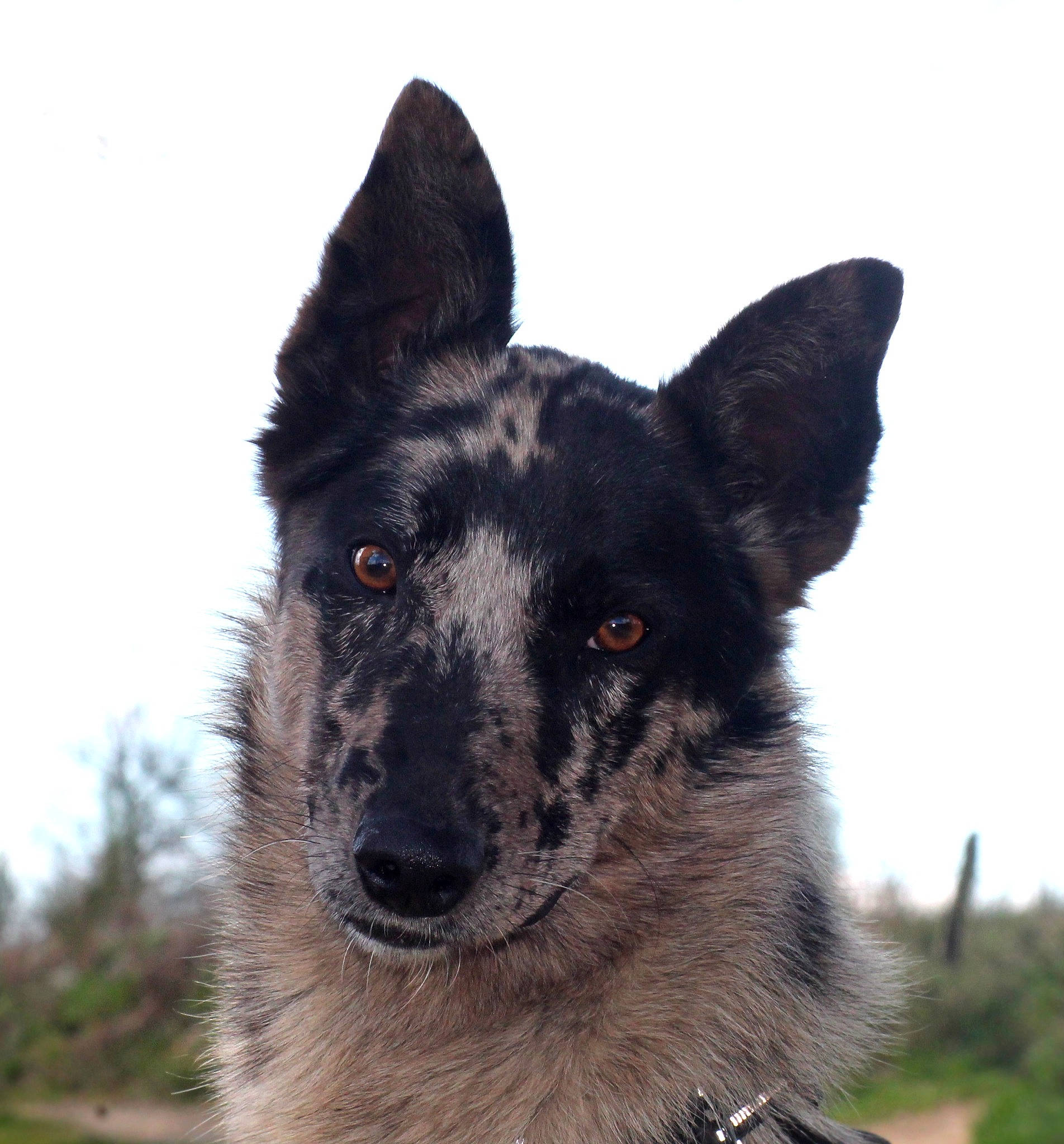 Sowilo participe au concours pour gagner de l'argent avec cette photo : canidae, carnivore, collar, companion_dog, dog, dog_breed, dog_collar, eye, fur, herding_dog, pet_supply, plant, sky, snout, sporting_group, terrestrial_animal, tree, whiskers, working_animal, working_dog
