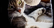 Ptysha participe au concours pour gagner de l'argent avec cette photo : cat, feline, pet, animal, whiskers, green_eyes, fur, paw, toy, sunlight, window, indoor, cozy, curious, relaxed, closeup, portrait, playful, domestic_cat, shadow