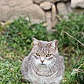 cat, gray_tabby, grass, outdoor, animal, pet, feline, alert, nature, stone_wall, greenery, fur, whiskers, ears, eyes, mammal, sitting, wildlife, cute, portrait