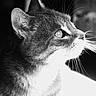 cat, animal, black_and_white, close_up, profile, whiskers, fur, pet, portrait, looking, side_view, grainy, vintage, feline, calm, soft_light, indoor, texture, focused, ears