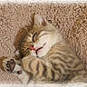 kitten, cat, sleeping, cozy, blanket, fur, cute, tabby, paw, pink_nose, pet, animal, resting, soft, feline, closeup, indoor, adorable, peaceful, young