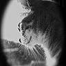 cat, black_and_white, whiskers, window, pet, animal, side_profile, fur, indoor, light, shadow, portrait, looking_out, close_up, domestic_cat, quiet, calm, soft_light, monochrome, feline