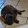 Bliss participe au concours pour gagner de l'argent avec cette photo : dog, puppy, german_shepherd, lying_down, tiled_floor, ears, paws, pet, animal, cute, resting, indoor, floor_tiles, brown, black, young, fur, canine, relaxed, adorable