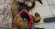Bliss participe au concours pour gagner de l'argent avec cette photo : dog, puppy, red_harness, tile_floor, rug, food_bowl, water_bowl, pet, indoor, relaxed, sleeping, fur, paw, canine, young_dog, pet_accessory, domestic_animal, resting, tile_grout, collapsible_bowl