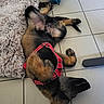 dog, puppy, red_harness, tile_floor, rug, food_bowl, water_bowl, pet, indoor, relaxed, sleeping, fur, paw, canine, young_dog, pet_accessory, domestic_animal, resting, tile_grout, collapsible_bowl