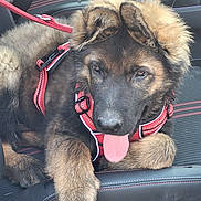 Bliss participe au concours pour gagner de l'argent avec cette photo : puppy, dog, german_shepherd, car_seat, red_harness, tongue_out, fluffy, pet, animal, leash, fur, ears, nose, paw, cute, young_dog, indoors, resting, black, brown