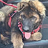 puppy, dog, german_shepherd, car_seat, red_harness, tongue_out, fluffy, pet, animal, leash, fur, ears, nose, paw, cute, young_dog, indoors, resting, black, brown