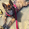 Bliss participe au concours pour gagner de l'argent avec cette photo : dog, puppy, german_shepherd, wet, muddy, water, puddle, rocks, red_harness, red_leash, outdoor, animal, pet, canine, young_dog, ears, fur, nature, curious, playful