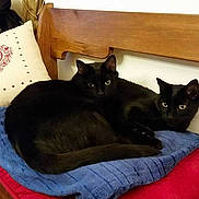 Figaro Et Indiana participe au concours pour gagner de l'argent avec cette photo :