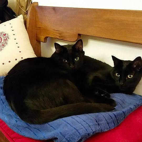 Figaro Et Indiana